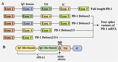 Biological Characteristics and Clinical Significance of Soluble PD-1/PD-L1 and Exosomal PD-L1 in Cancer